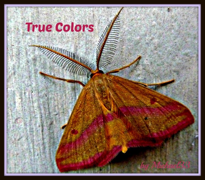 true-colors-3