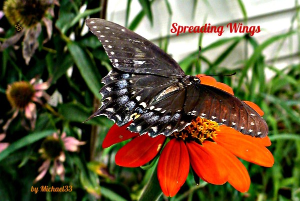 Spreading wings